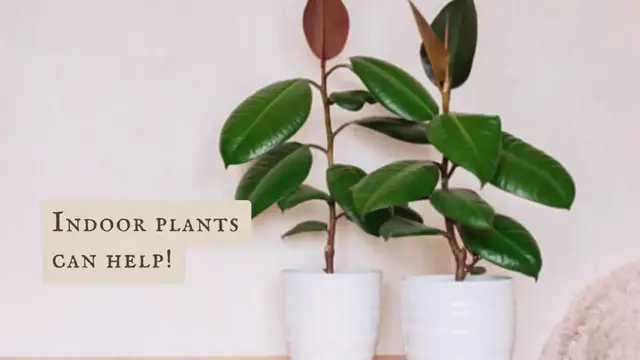 Video thumbnail for Looking for ways to improve your indoor air quality