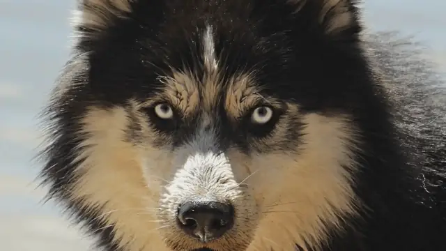 'Video thumbnail for Pedigree vs Mongrel - Understanding Dog Breeds'