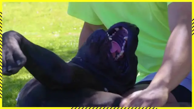 'Video thumbnail for Raiders Johnathan Abram Shows Off His CRAZY Sneaker Collection & AWESOME Dog!'