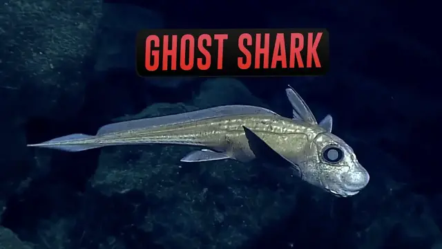 Video thumbnail for 10 Animals You Didn't Know Existed