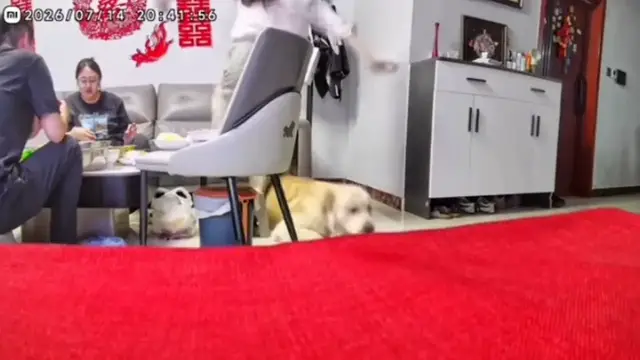 Video thumbnail for Woman Trips Over Labrador and Takes a Tumble