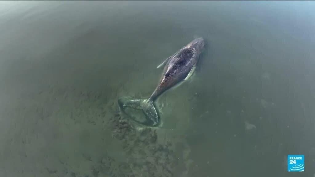 Video thumbnail for Should Timmy, the whale stranded off the German coast, be saved?