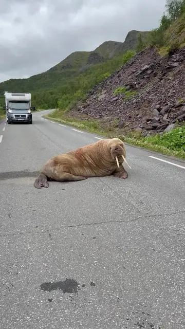 Video thumbnail for Giant Walrus Casually Blocking a Mountain Road in Finnmark