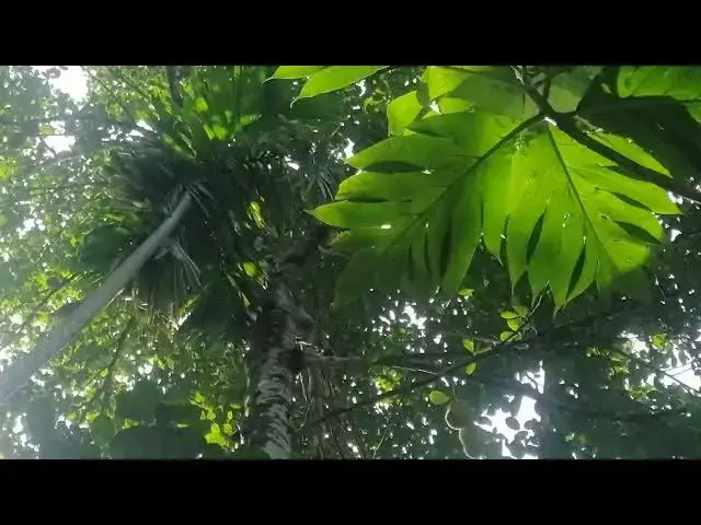 Video thumbnail for Jack fruit tree