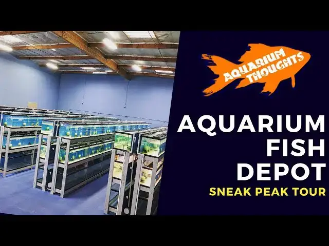 Video thumbnail for FISH STORE TOUR | Sneak Peak at Aquarium Fish Depot - San Diego, California