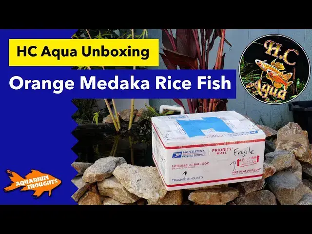 Video thumbnail for Unboxing Orange Medaka Rice Fish from HC Aqua