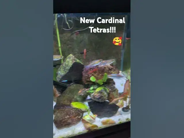 Video thumbnail for New Cardinal Tetras added to my tank with my Congo Tetras and Cherry barbs #cardinaltetras #fish