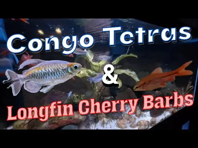 Video thumbnail for 20 minute video of my Congo Tetras and Longfin Cherry Barbs