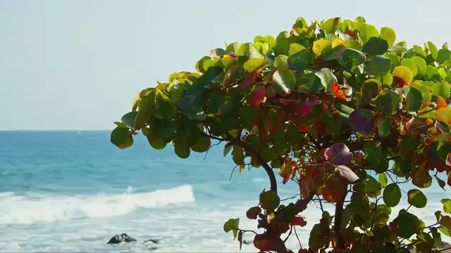 Video thumbnail for How to Choose Shrubs for Your Climate