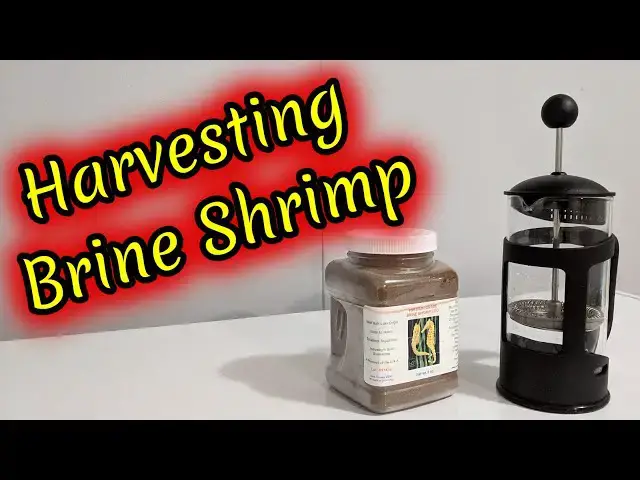 Video thumbnail for Harvesting Brine Shrimp with a French Press