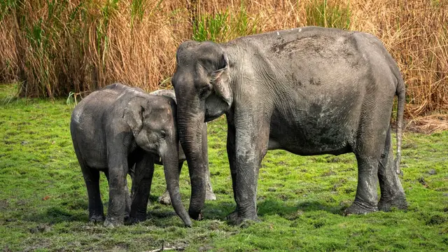 'Video thumbnail for India’s wild elephant population shrinks amid habitat loss, human-wildlife conflict'