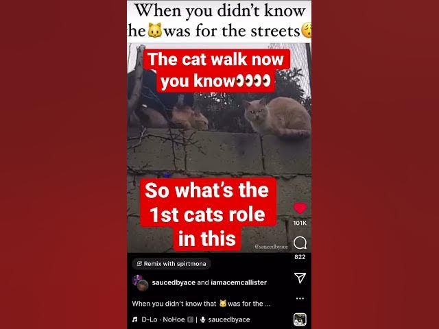 Video thumbnail for The cat walk show but what’s the first cat role in this #funnyanimals #cat