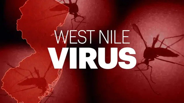 Video thumbnail for First Stratford mosquito pools test positive for West Nile virus