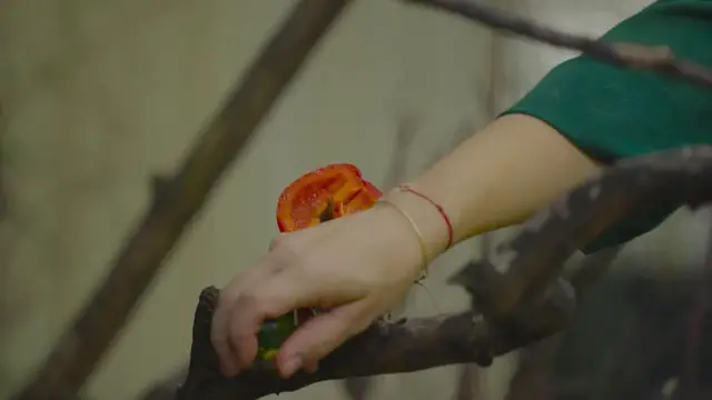 Video thumbnail for Austria: Rare Amazon Parrots Raise Three Chicks After 15 Years At The World’s Oldest Zoo.
