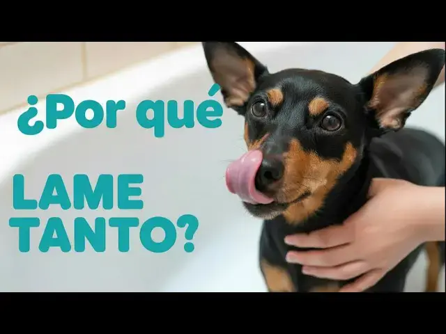 Video thumbnail for ¿Por qué los perros pequeños lamen tanto? Lo que realmente significa 🐕