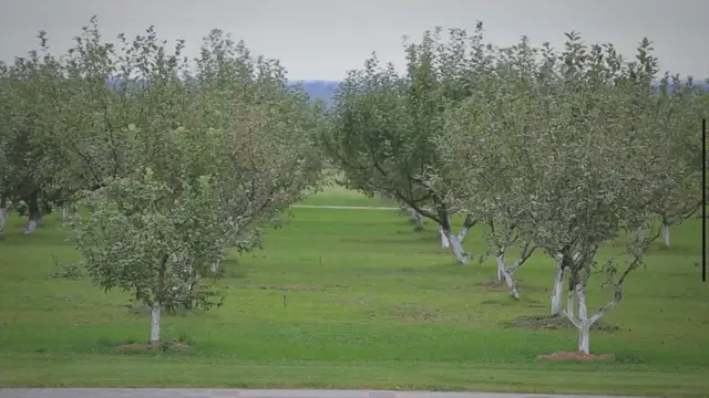 Video thumbnail for From Orchard to Glass: The Making of Apple Juice