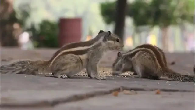 Video thumbnail for #Squirrel Stock Footage   Small #Animals |  Royalty Free   #No Copyright videos