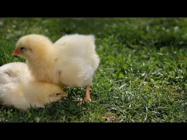 Video thumbnail for Do chickens need supplements?