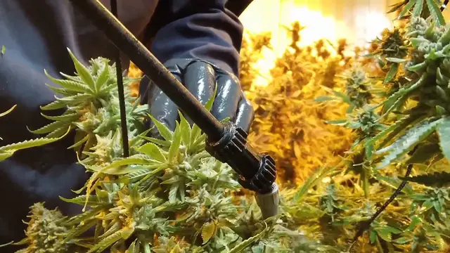 Video thumbnail for Citronella Plant Fertilizer