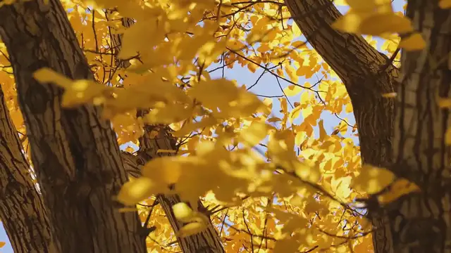 Video thumbnail for Candy Corn Spirea