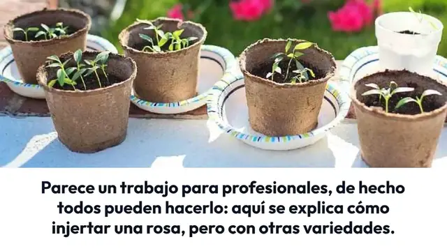 'Video thumbnail for Cómo injertar una rosa en otra variedad: finalmente reveló el truco'