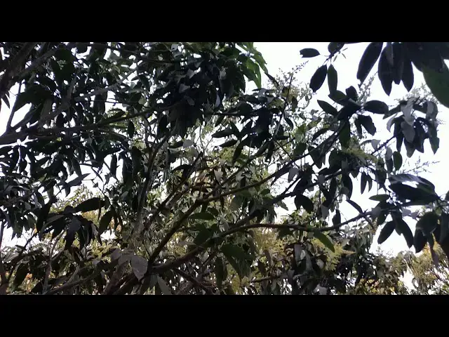 'Video thumbnail for আমের মুকুল'