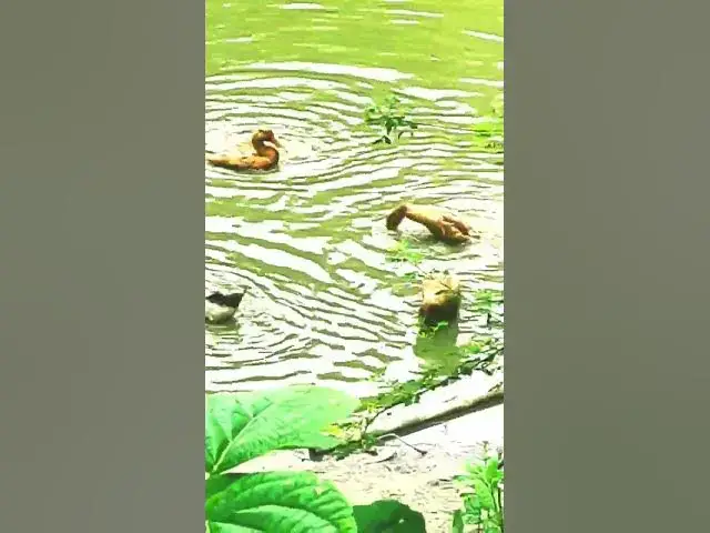 'Video thumbnail for "পুকুরে হাসের পানিতে খেলা – প্রকৃতির নির্মল শান্তি#গ্রামবাংলা #NatureVibes #villagelife'