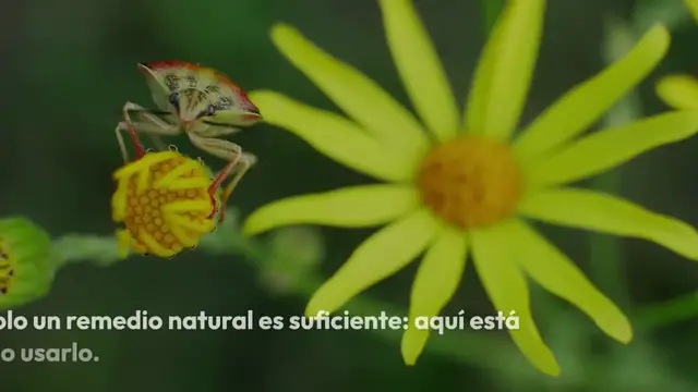 Video thumbnail for Salva las rosas y otras plantas de plagas odiosas: protégelas solo de esta manera