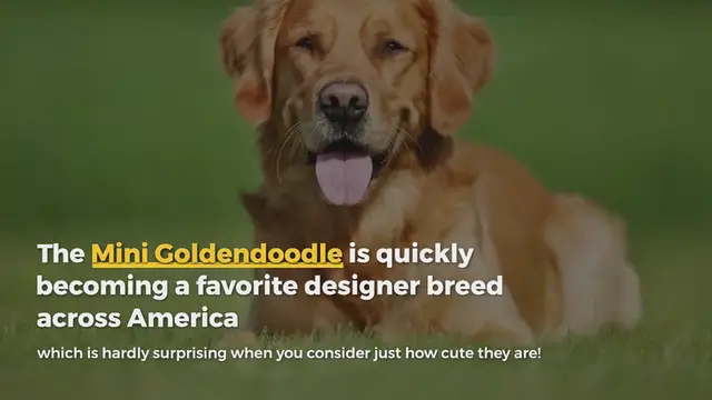 Video thumbnail for Mini Goldendoodle: everything about this mixed breed