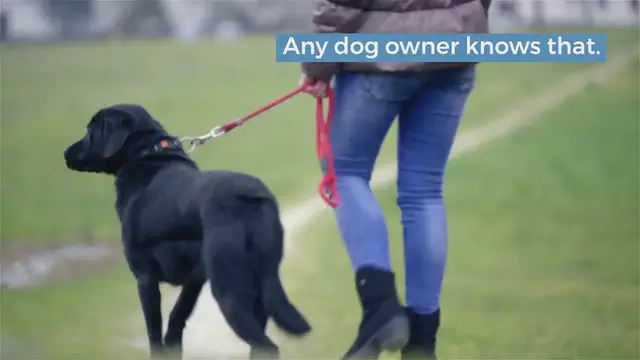 Video thumbnail for Why does my dog eat rabbit poop?