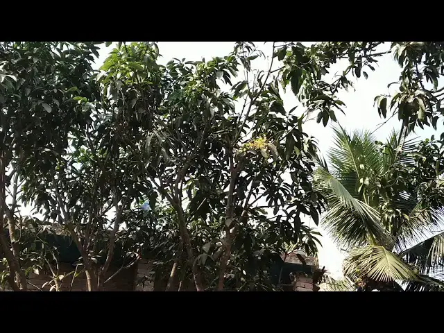 'Video thumbnail for আমের মুকুল আসা শুরু হয়েছে'