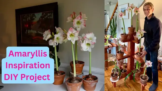 Video thumbnail for AMARYLLIS Inspiration -  DIY Houseplant Project