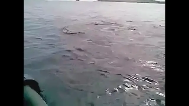 Video thumbnail for Haie in Telde