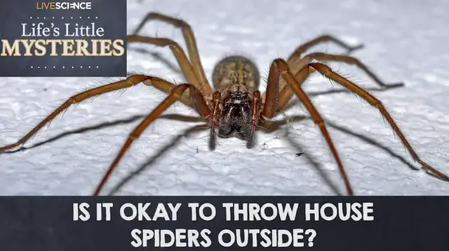 'Video thumbnail for Should You Release House Spiders Outdoors?'