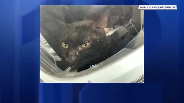 Video thumbnail for 2 cats rescued in separate New Jersey incidents