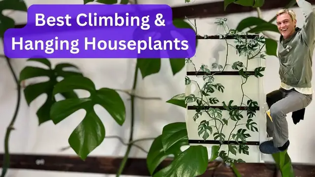 Video thumbnail for 7 Best Climbing & Hanging Indoor Plants - Fast Growing, Low Light Houseplants