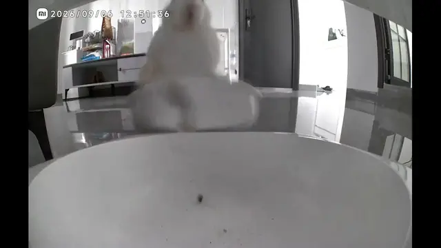 Video thumbnail for China: Chinese rabbit angrily smashes bowl after small meal.