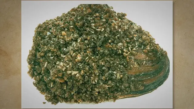Video thumbnail for What Do Zebra Mussels Eat? A Closer Look at Their Feeding Habits