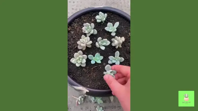 'Video thumbnail for Succulent Care Secrets Revealed!'