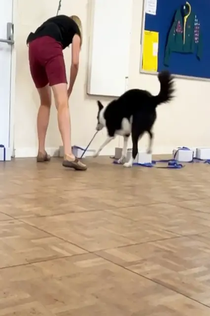 Video thumbnail for Most ribbon bows undone by a dog in one minute - 11 by Simba