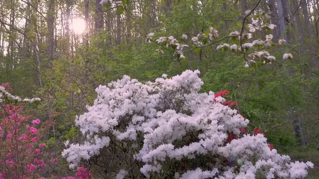 Video thumbnail for Can Azaleas Grow Under Trees?