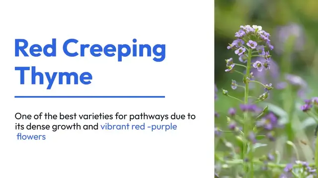 'Video thumbnail for Creeping Thyme for Pathways'