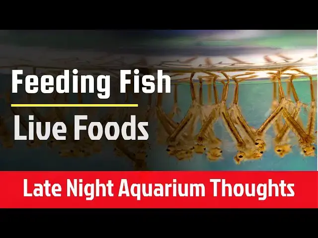 Video thumbnail for Feeding Live Foods to Fish - Late Night Aquarium Thoughts