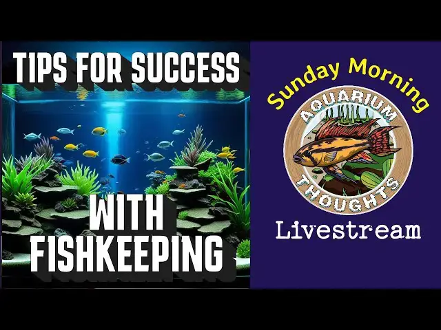 Video thumbnail for Tips for Successful Fishkeeping -  Aquarium Thoughts