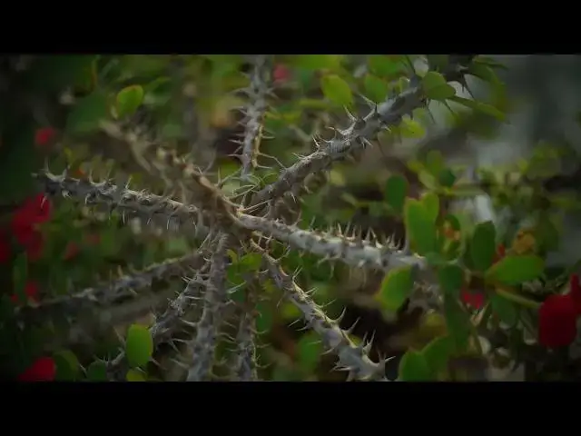 Video thumbnail for THORNS OF FLOWERS