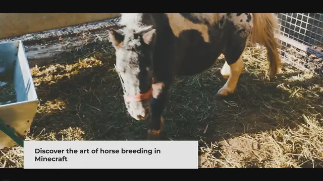 'Video thumbnail for Mastering the Art of Horse Breeding in Minecraft'