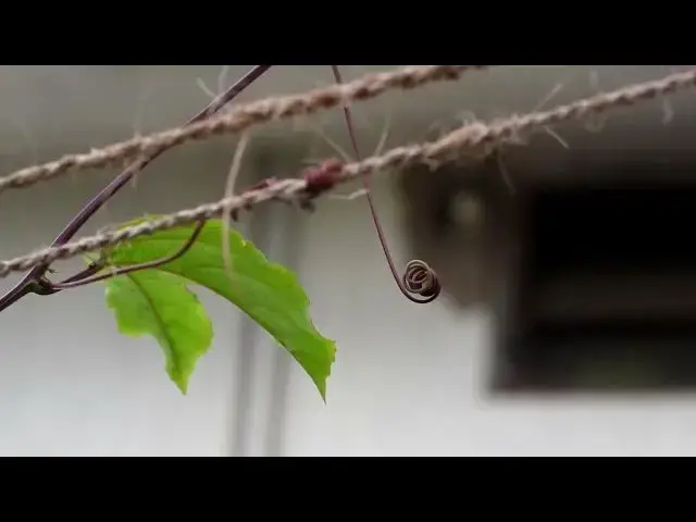 Video thumbnail for CLIMBER PLANT LEAF