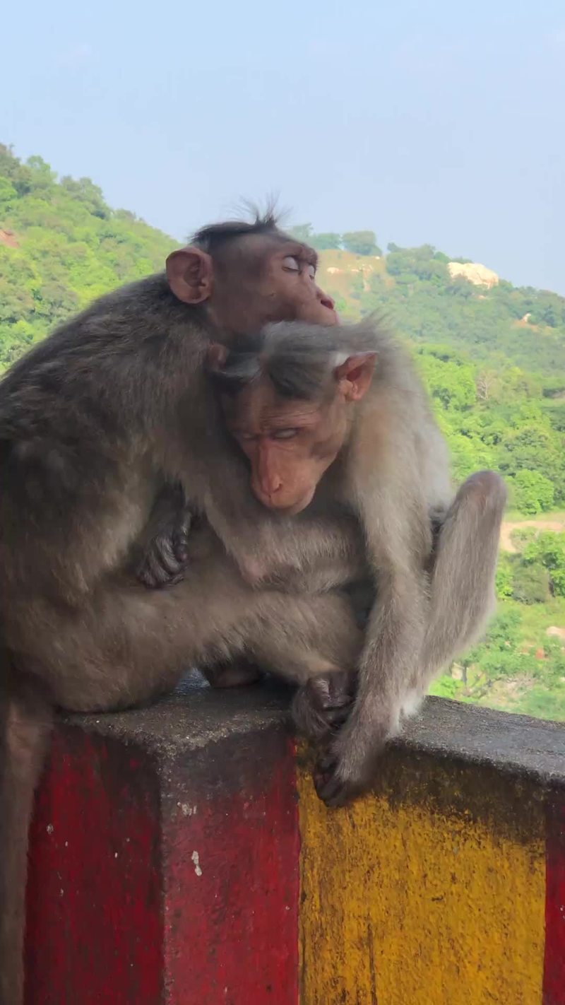 Video thumbnail for Tender Monkey Embrace on a Hillside Ledge