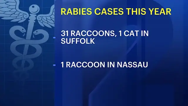 Video thumbnail for Two rabid raccoons reported in Kings Park