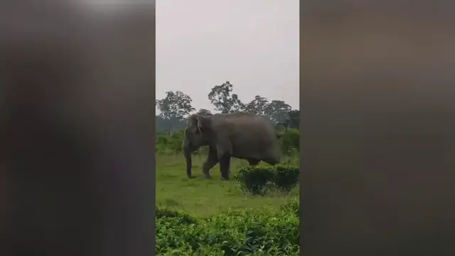 Video thumbnail for India: Tea garden horror as elephant charges youths, woman falls directly in front of giant, narrowly escapes.